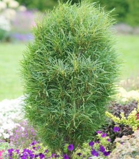 Frangula alnus 'Ron Williams'
